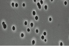 Polycarbonate Membrane Filter (Polycarbonate Type) Polycarbonate Membrane Filter (Polycarbonate Type)